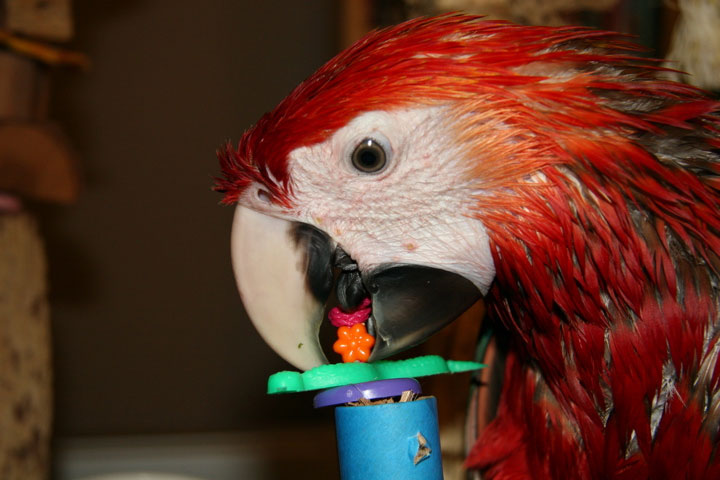 Welcome to BirdyBooty